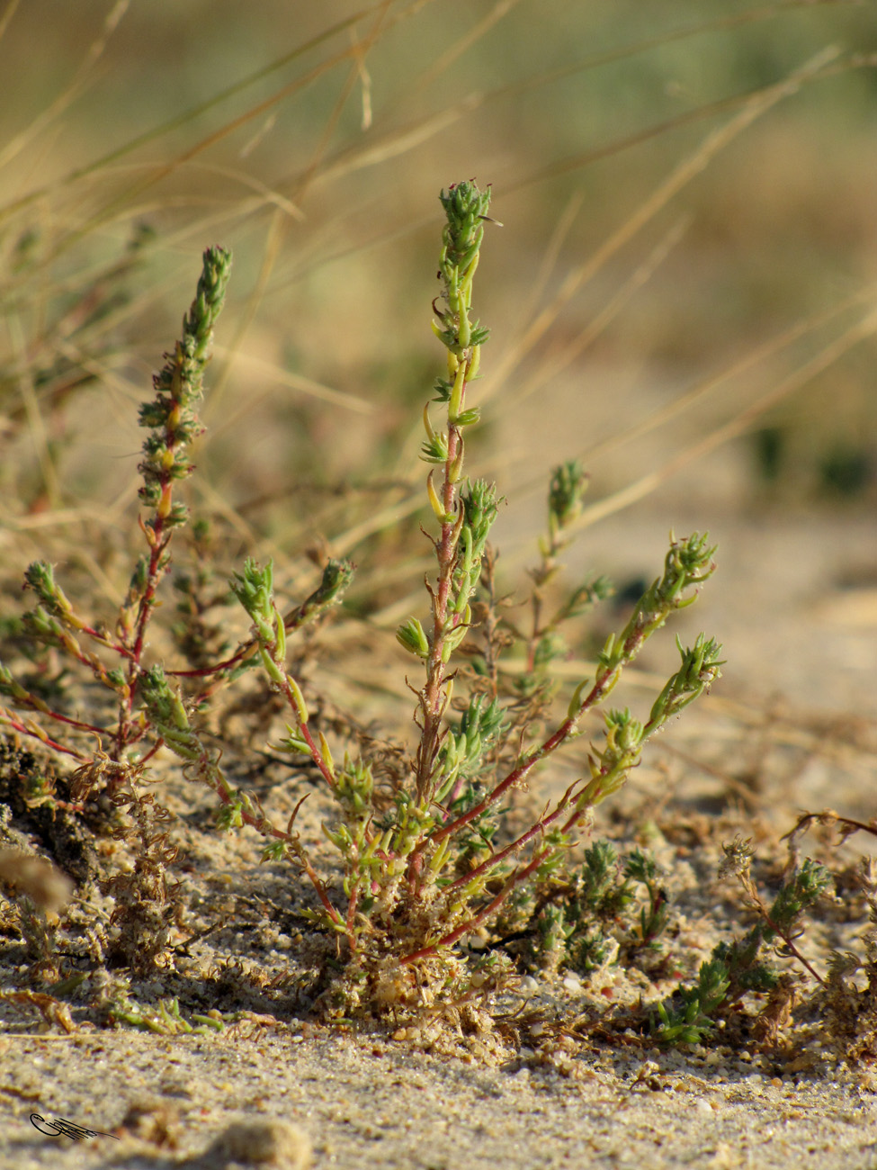 Изображение особи Camphorosma songorica.