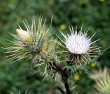 Cirsium semenowii. Верхушка растения с соцветиями. Кыргызстан, Нарынская обл., левый берег р. Нарын, окр. с. Алыш, вдоль дороги. 08.07.2015.