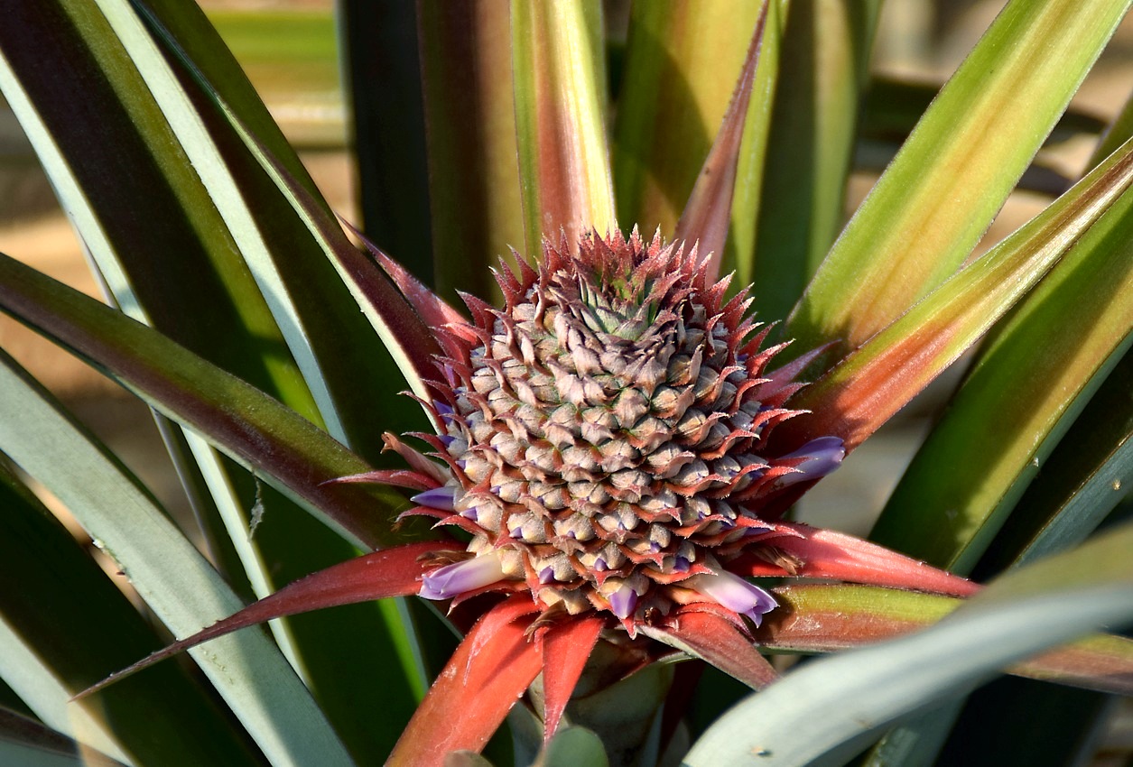 Image of Ananas comosus specimen.