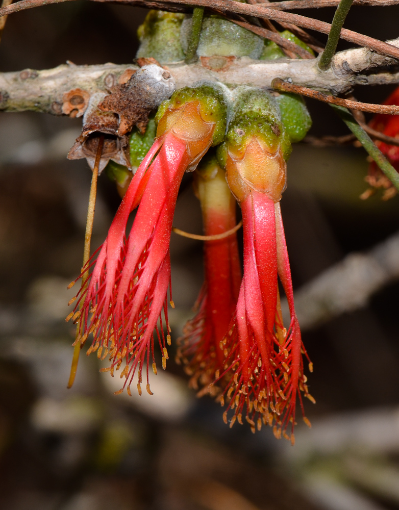 Image of Calothamnus gilesii specimen.