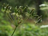 Chaerophyllum aromaticum. Соплодие с незрелыми плодами. Калужская обл., ст. Думиничи, используемый под выпас суходольный луг. 23.08.2009.