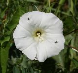 Calystegia sepium