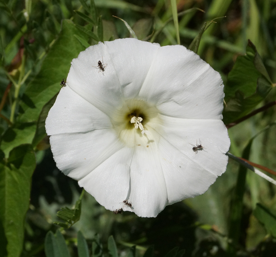 Изображение особи Calystegia sepium.