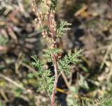 Artemisia gmelinii. Часть растения с листьями и соплодиями. Иркутская обл., пригород г. Иркутска. 15.09.2015.