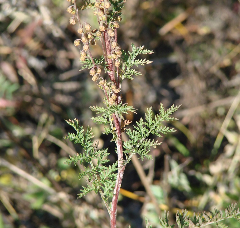 Image of Artemisia gmelinii specimen.