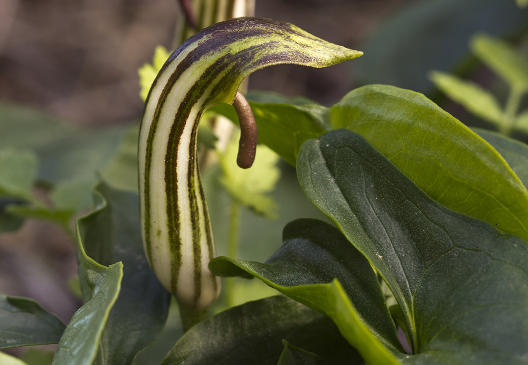 Изображение особи Arisarum vulgare.