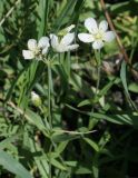 Cerastium bungeanum