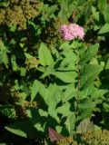 Spiraea japonica