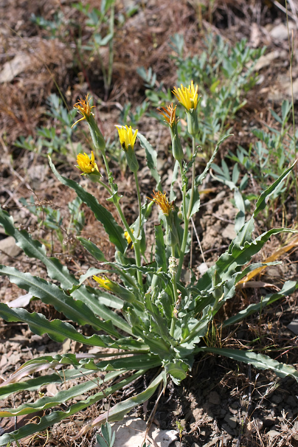 Image of Scorzonera inconspicua specimen.