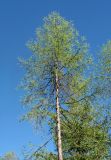 Larix sukaczewii