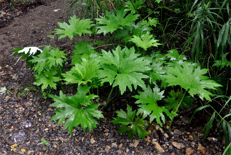 Image of Petasites tatewakianus specimen.