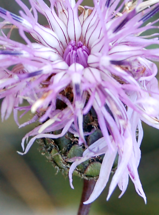 Image of Centaurea scabiosa specimen.