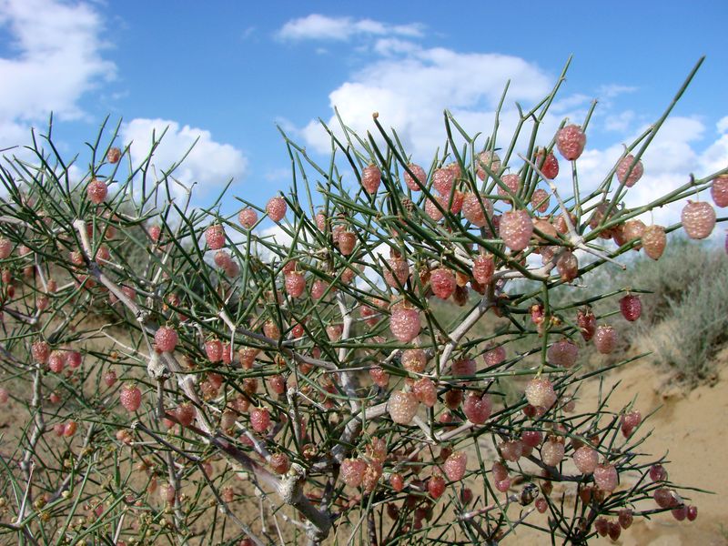 Image of Calligonum junceum specimen.