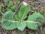 Verbascum lychnitis