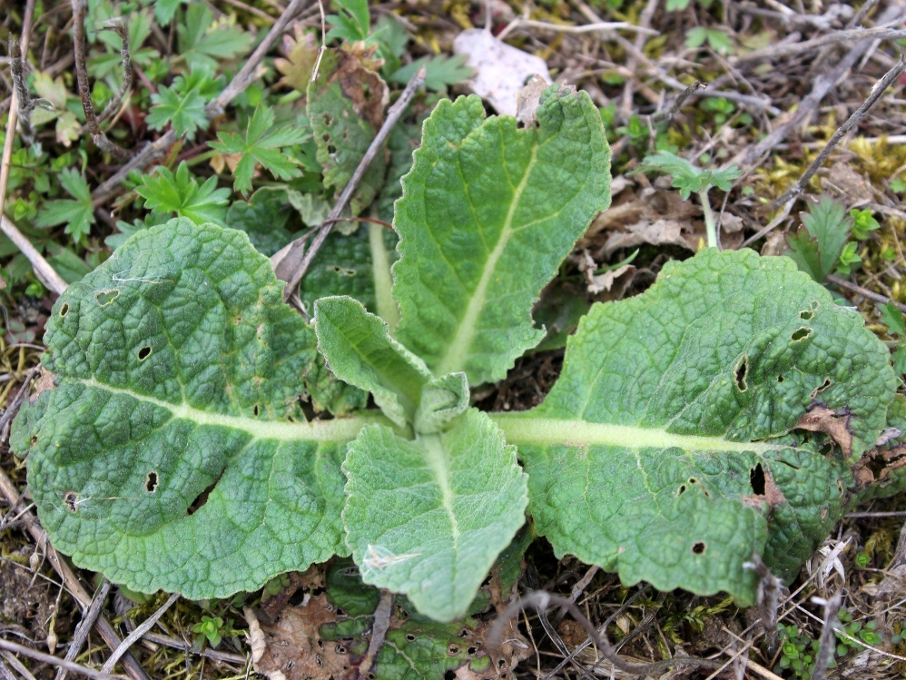 Image of Verbascum lychnitis specimen.