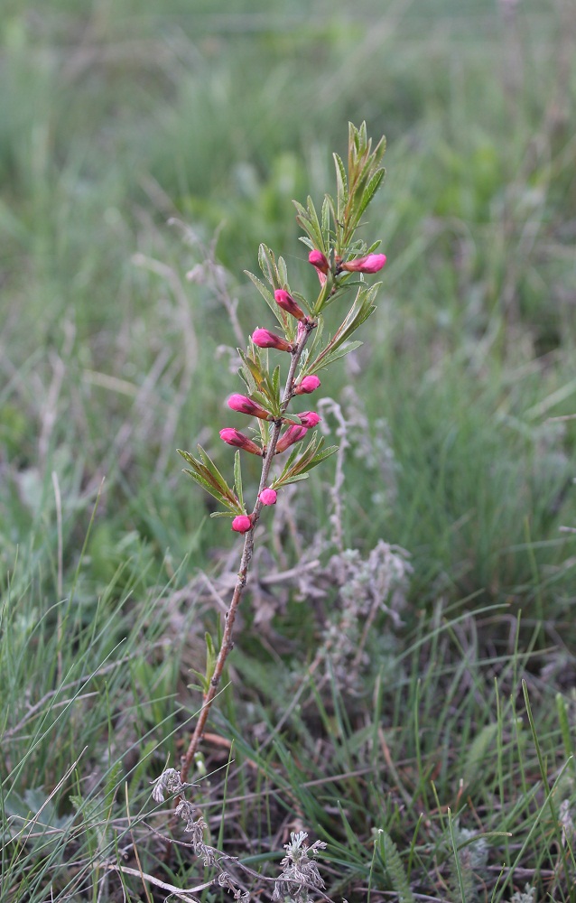 Image of Amygdalus nana specimen.