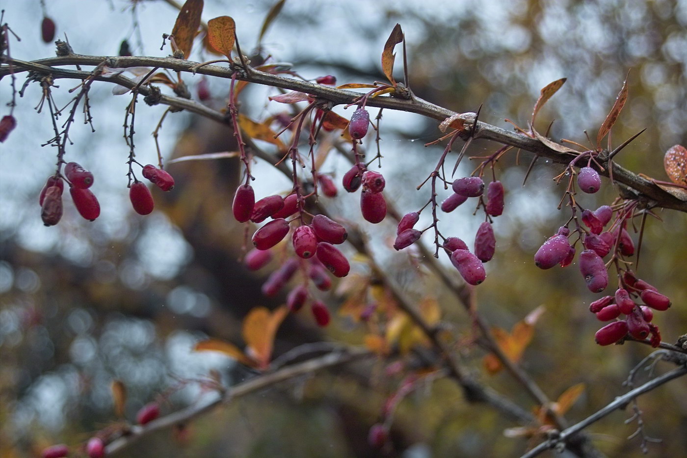 Image of Berberis orientalis specimen.