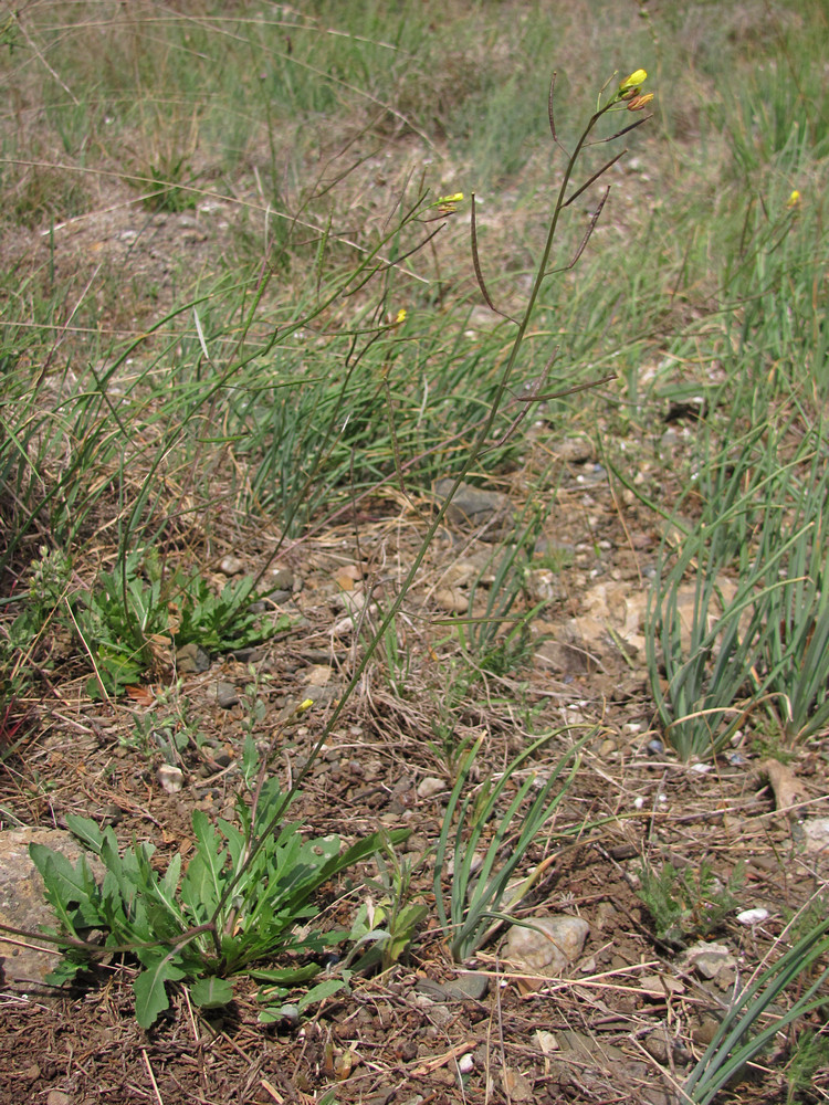 Image of Diplotaxis muralis specimen.