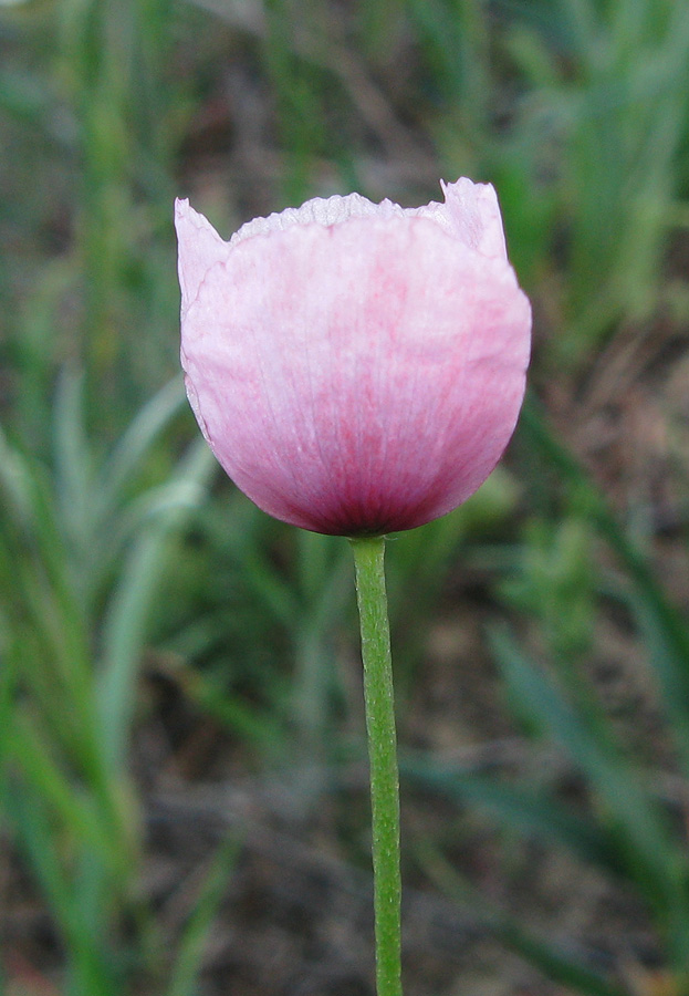 Изображение особи Papaver stevenianum.