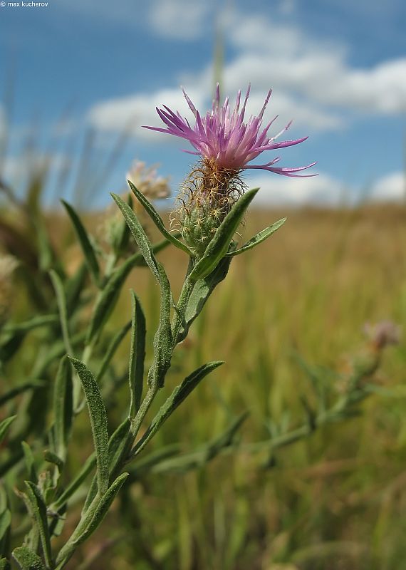 Image of Centaurea trichocephala specimen.