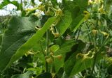 Aristolochia clematitis