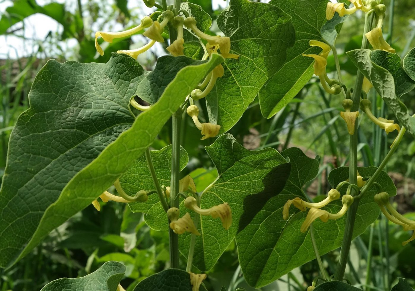 Изображение особи Aristolochia clematitis.