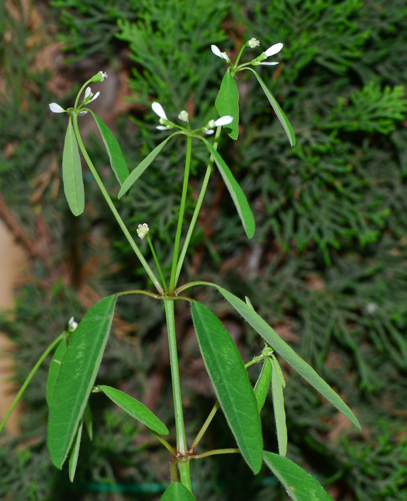 Изображение особи Euphorbia graminea.