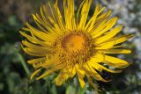Inula helenium. Соцветие. Самарская обл., Ставропольский р-н, окр. с. Винновка, южный склон Жигулёвской возвышенности, остепнённый луг. 12.07.2006.