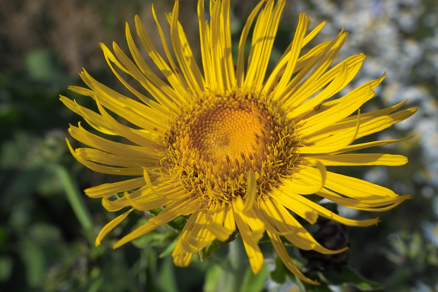 Изображение особи Inula helenium.