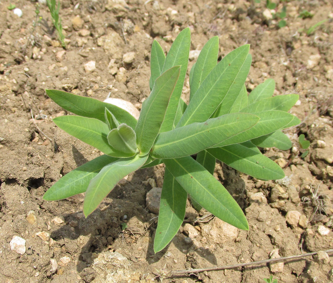 Изображение особи Euphorbia agraria.