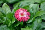 Bellis perennis