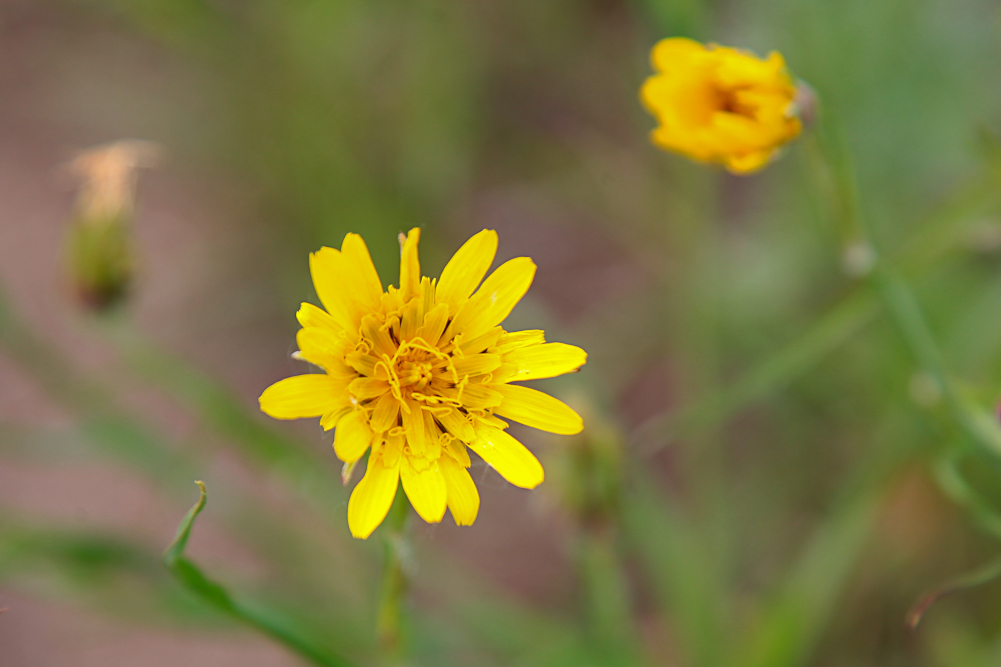 Изображение особи Tragopogon orientalis.