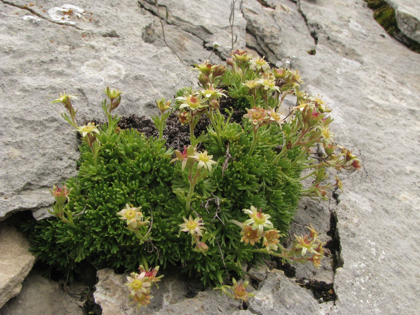 Изображение особи Saxifraga adenophora.