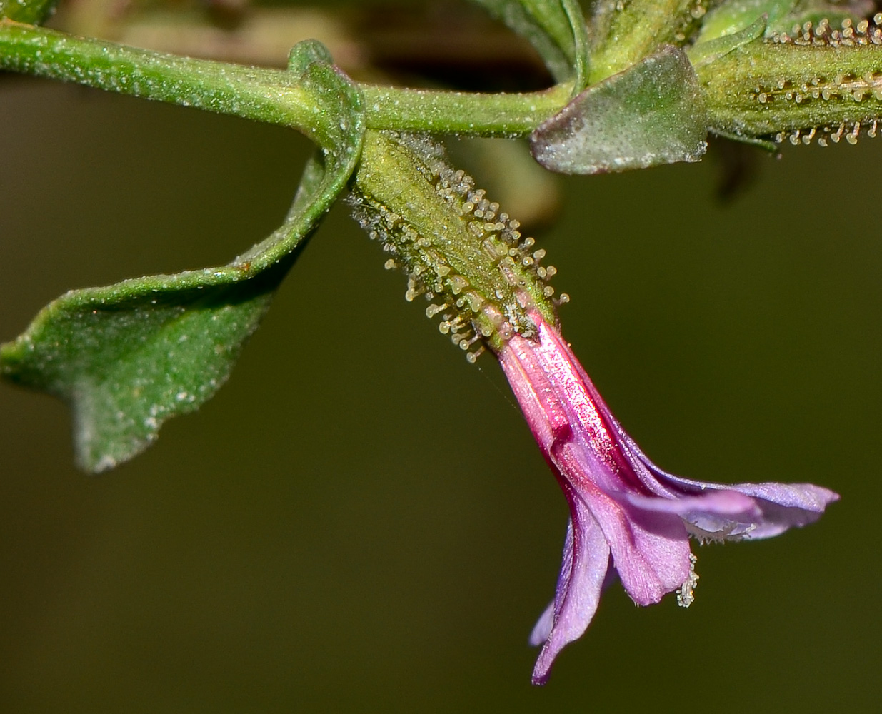 Image of Plumbago europaea specimen.