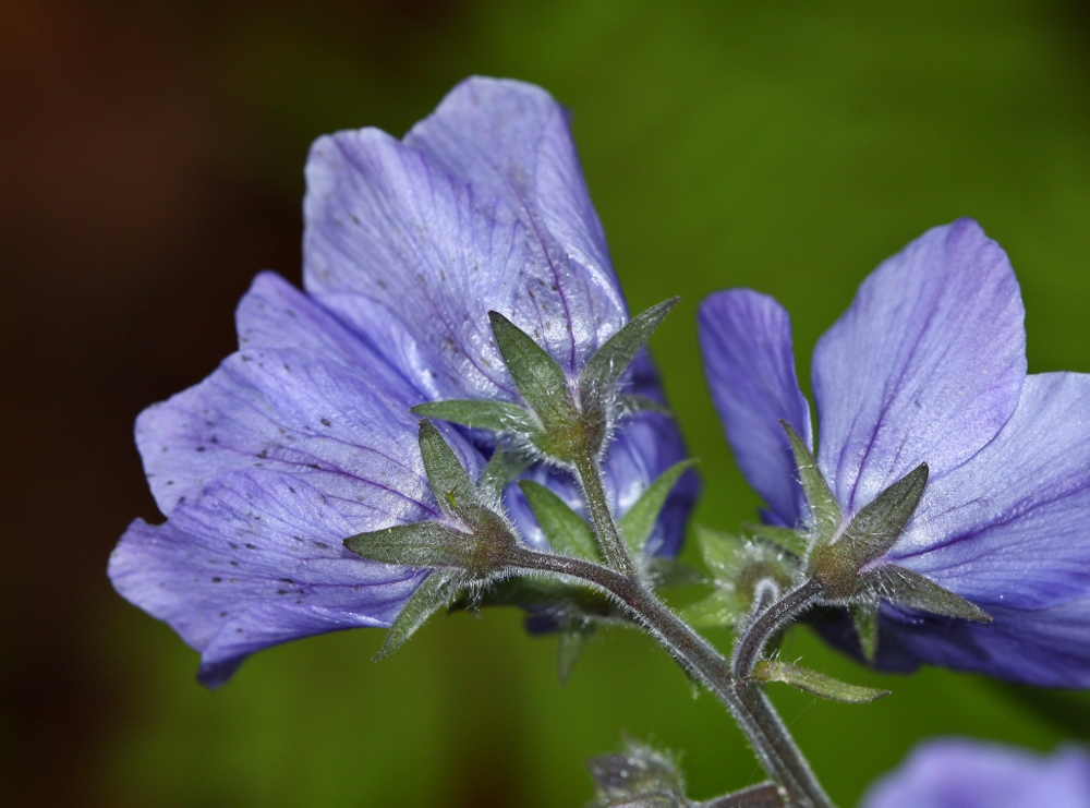 Image of Polemonium schmidtii specimen.