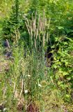 Phleum pratense