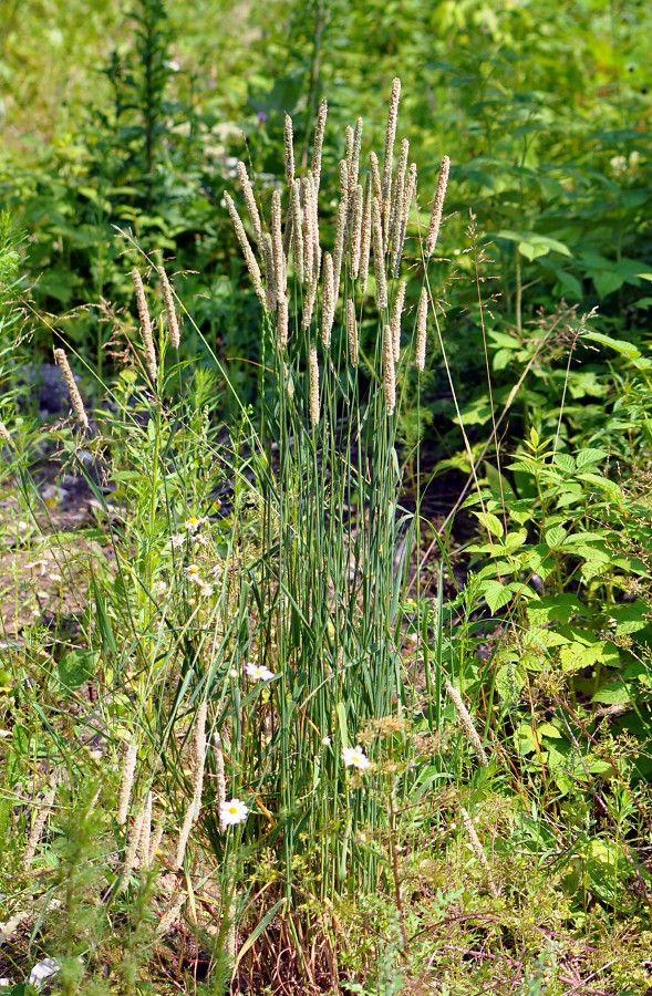 Image of Phleum pratense specimen.