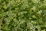 Falcaria vulgaris