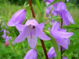 Campanula rapunculoides