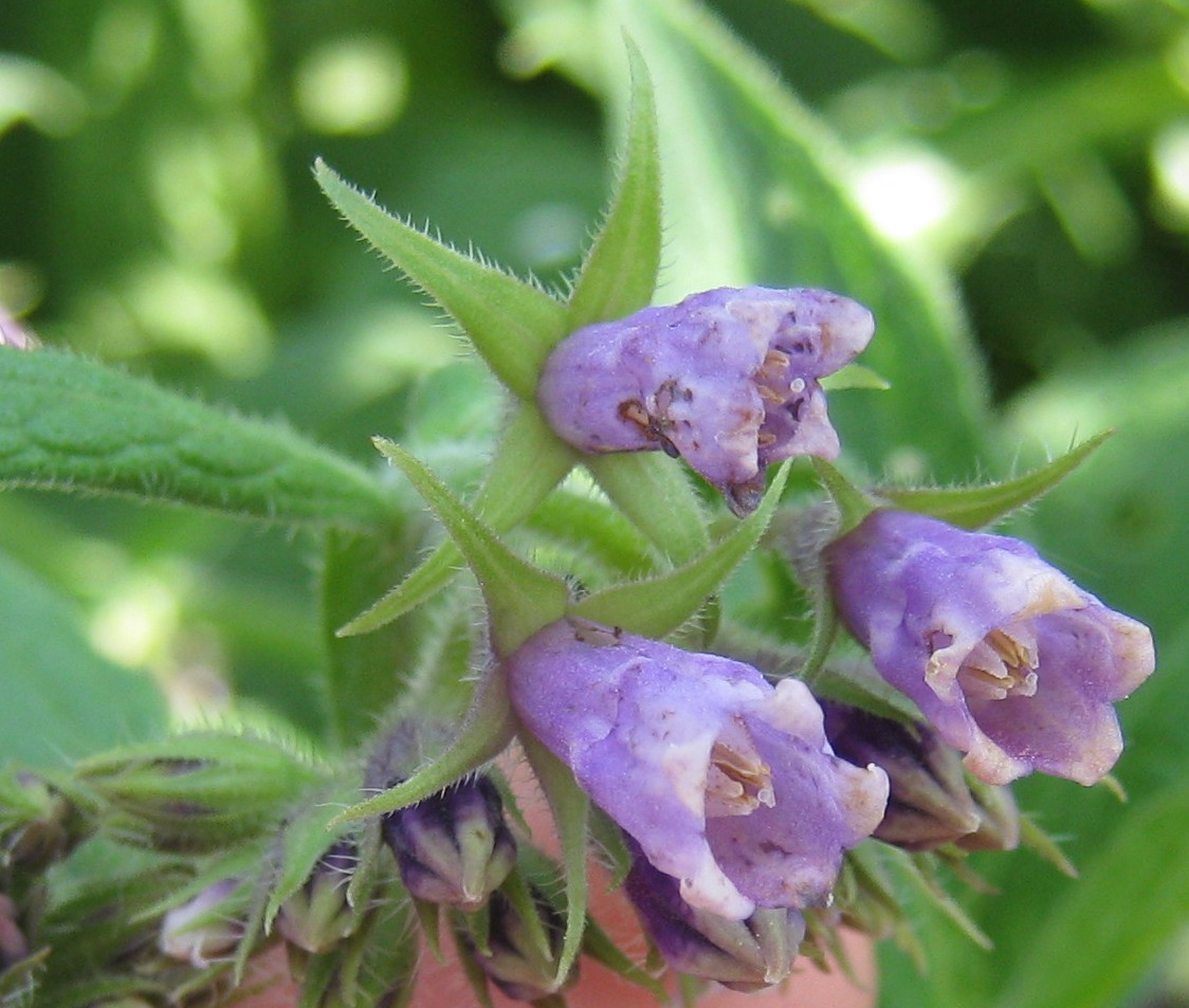 Изображение особи Symphytum officinale.