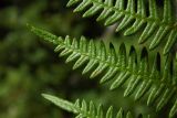 Pteridium aquilinum. Часть вайи. Республика Адыгея, Майкопский р-н, ок. 1 км севернее пос. Хамышки, южный склон горы Монах, выс. ок. 1000 м н.у.м., лиственный лес (дуб, граб, бук, осина), в зарослях рододендрона и молодого дубняка. 20.08.2016.