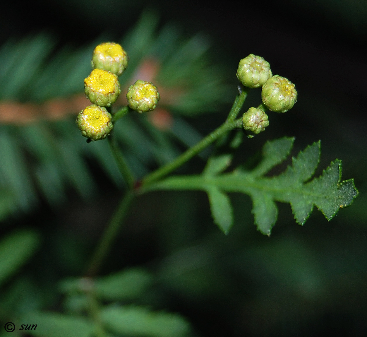 Image of Tanacetum vulgare specimen.