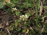 Cochlearia danica