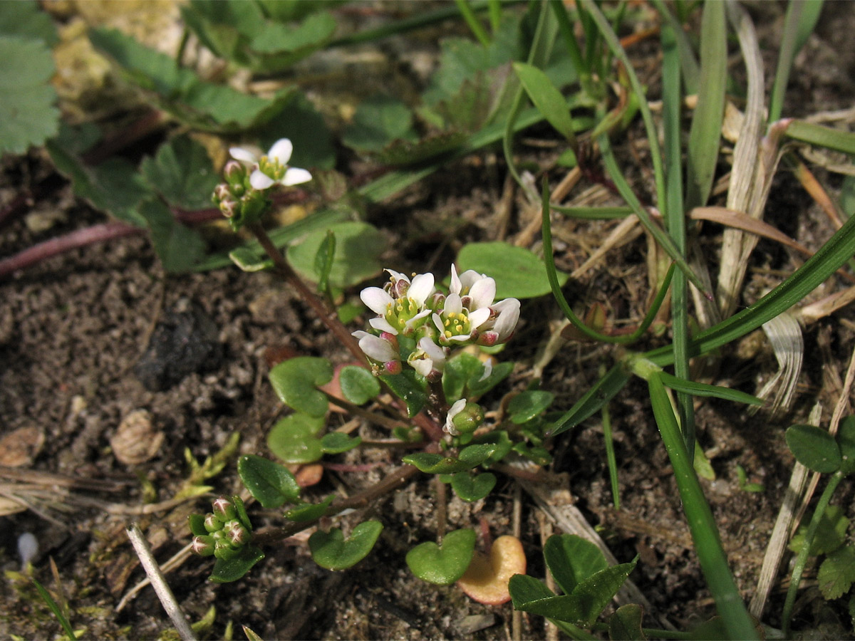 Image of Cochlearia danica specimen.