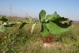 Brassica campestris