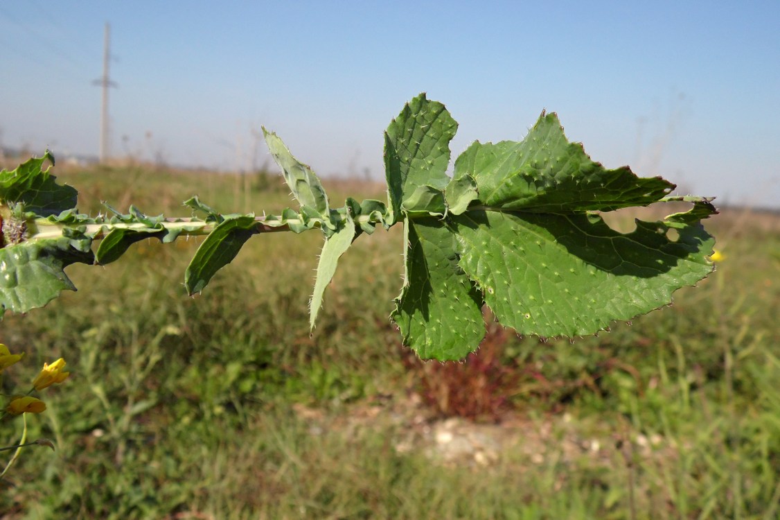 Image of Brassica campestris specimen.