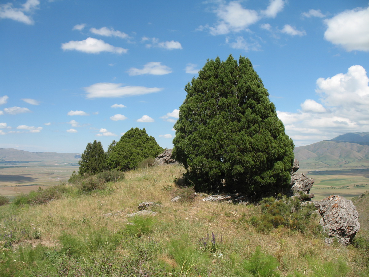 Изображение особи Juniperus semiglobosa.