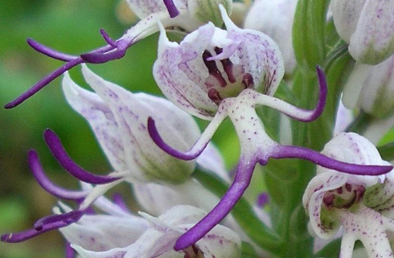 Image of Orchis simia specimen.