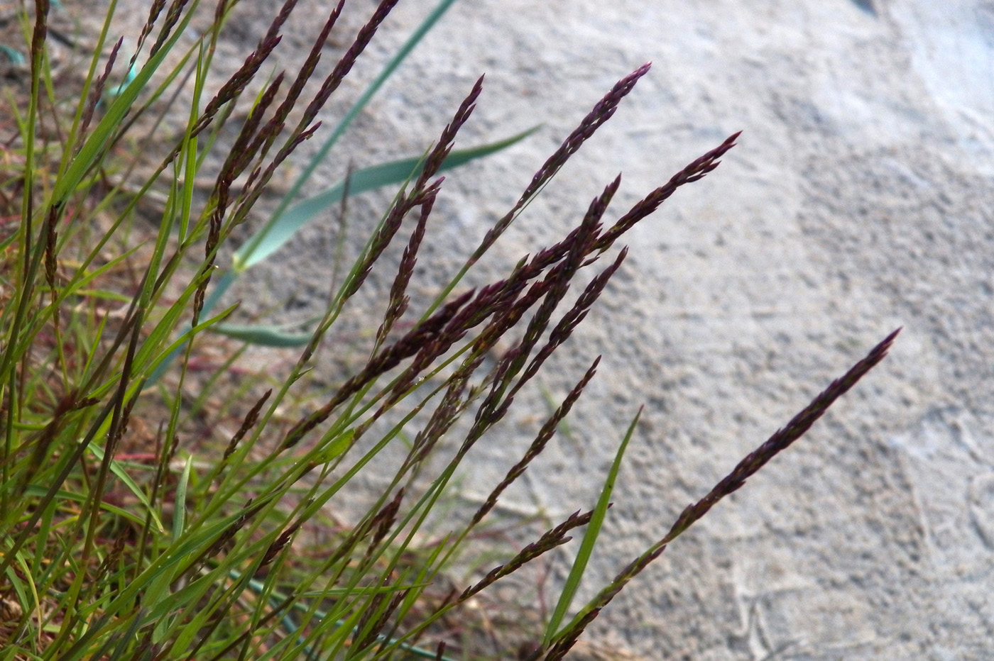 Изображение особи Festuca rubra.