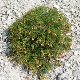 Zygophyllum pinnatum